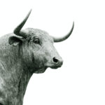 Bull run in the stock market